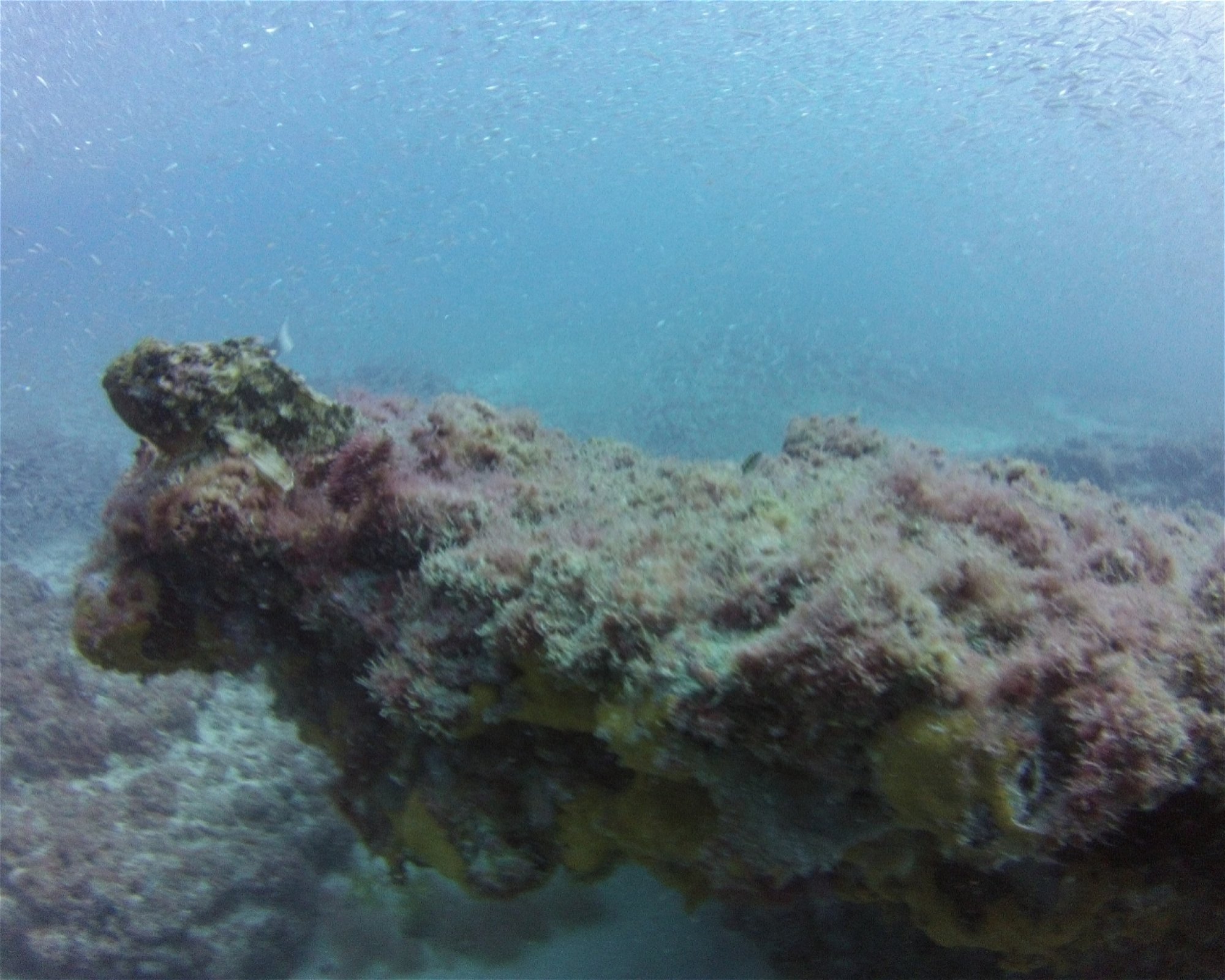 SCUBA SUR, 35120 Arguineguin