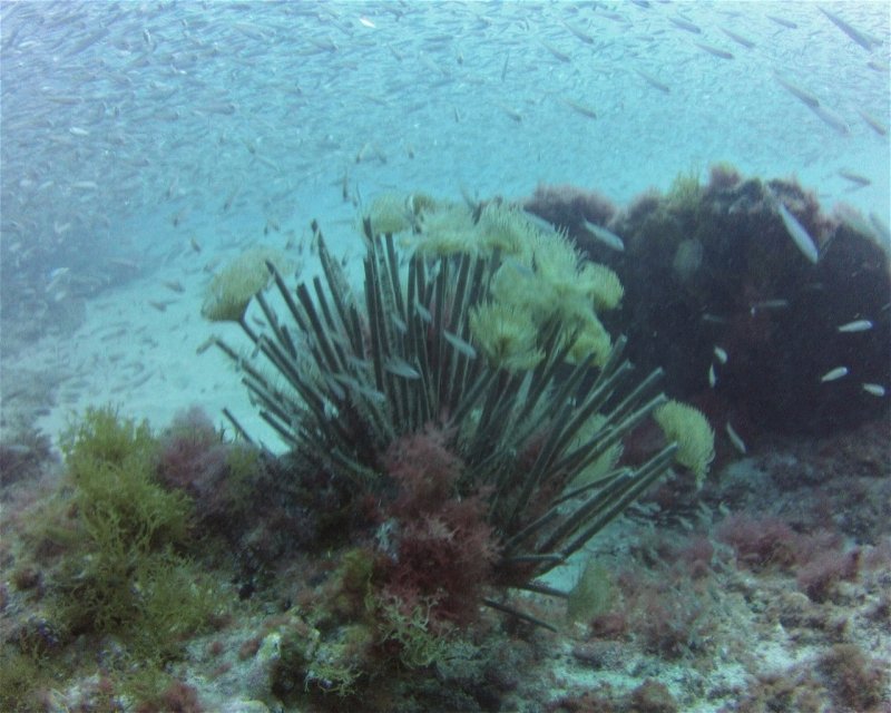 Divesite Image