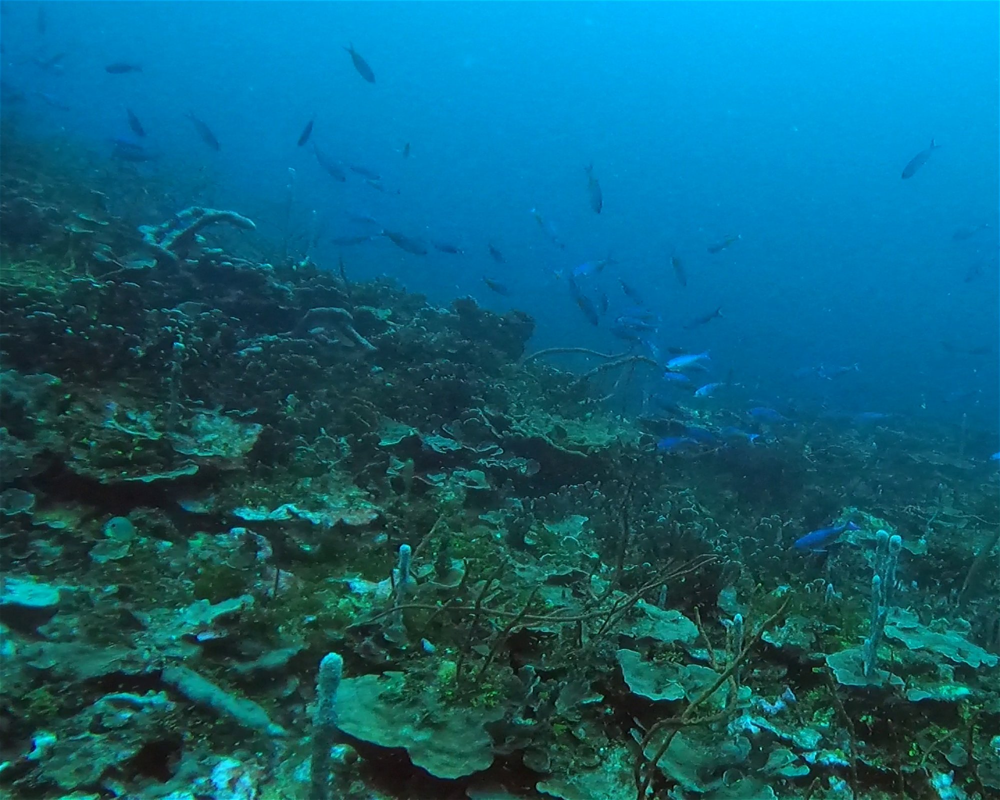 Centro de Buceo Rincon del Mar, 707010 San Onofre