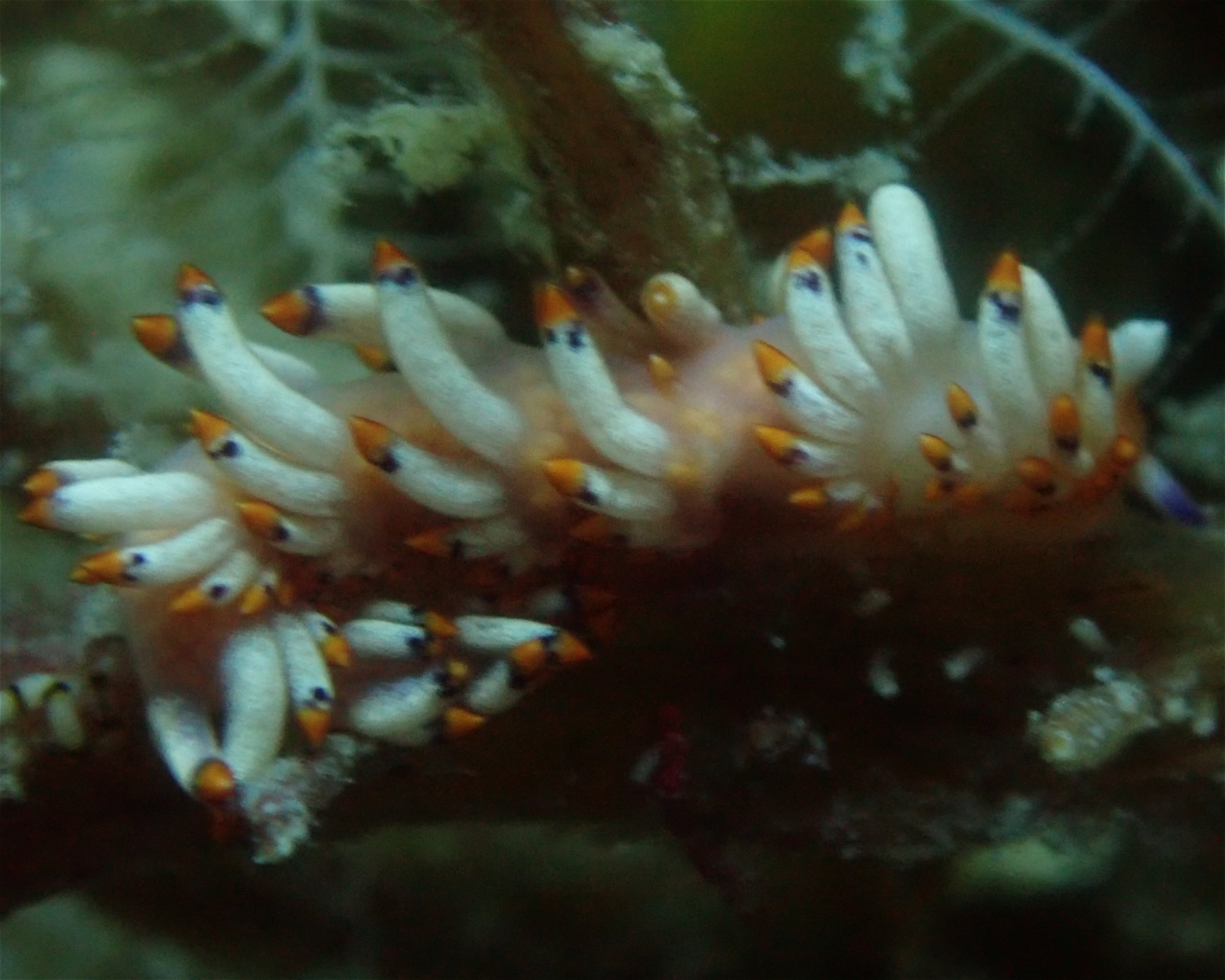Mactan Scuba Dive Centre, 6015 Lapu Lapu City