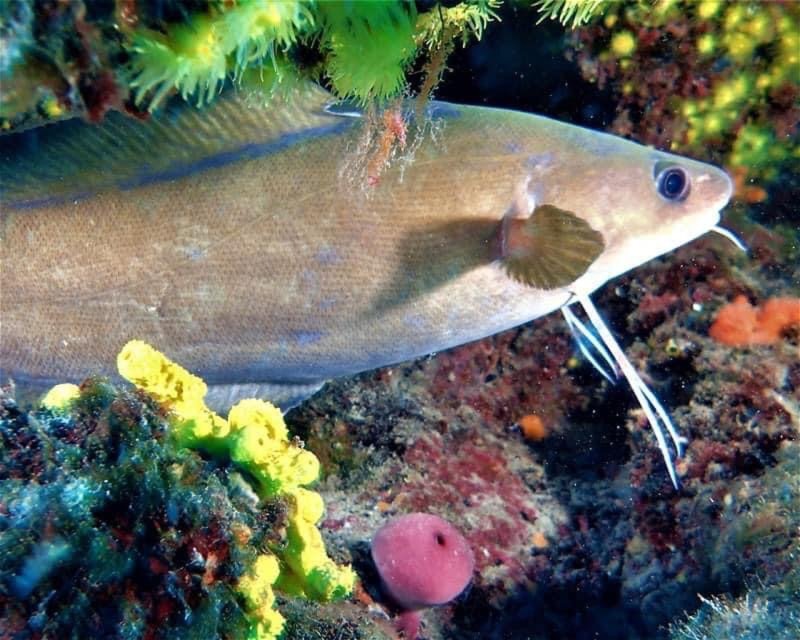 Divesite Image