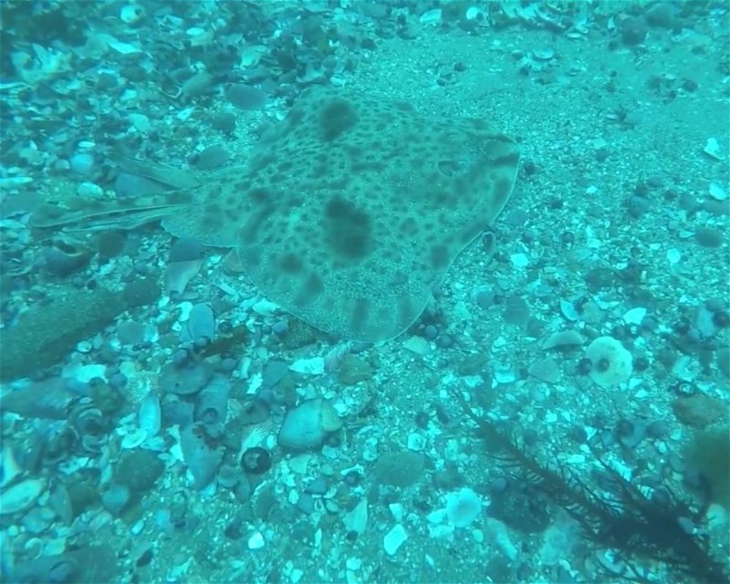 Divesite Image