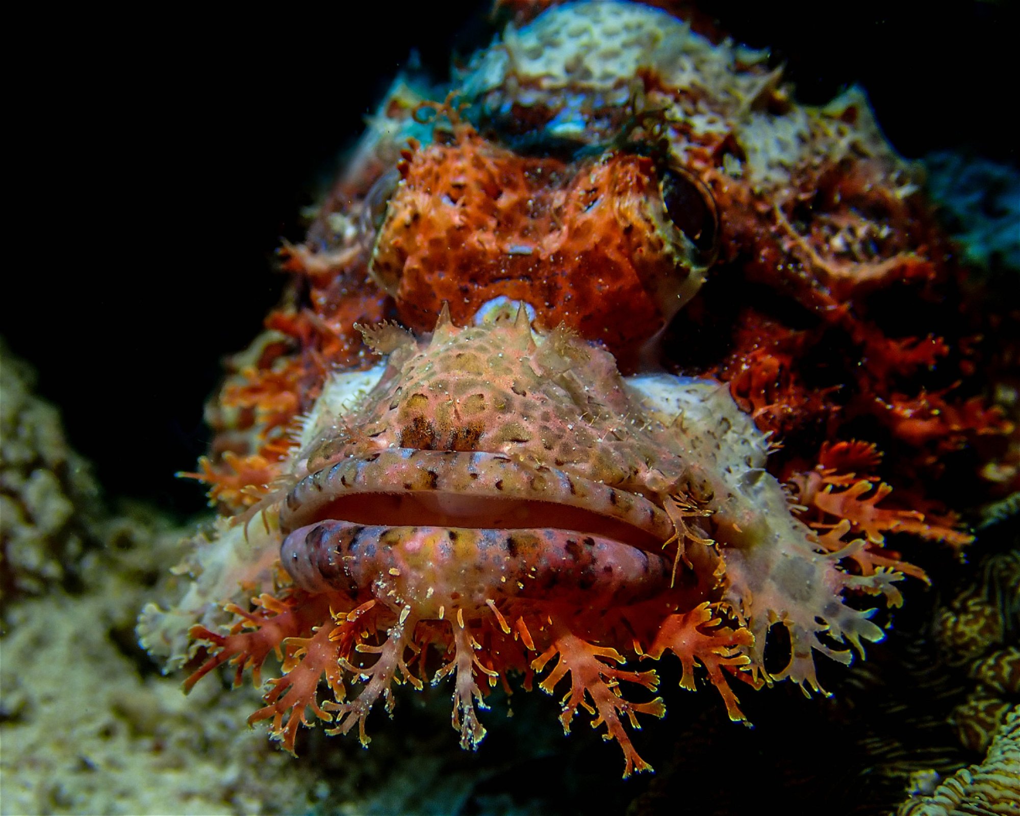 DivePoint Rannalhi, South Male Atoll