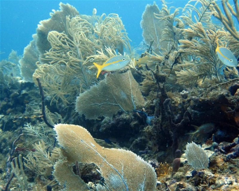 Divesite Image