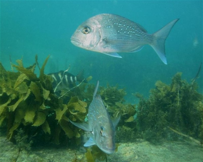 Divesite Image