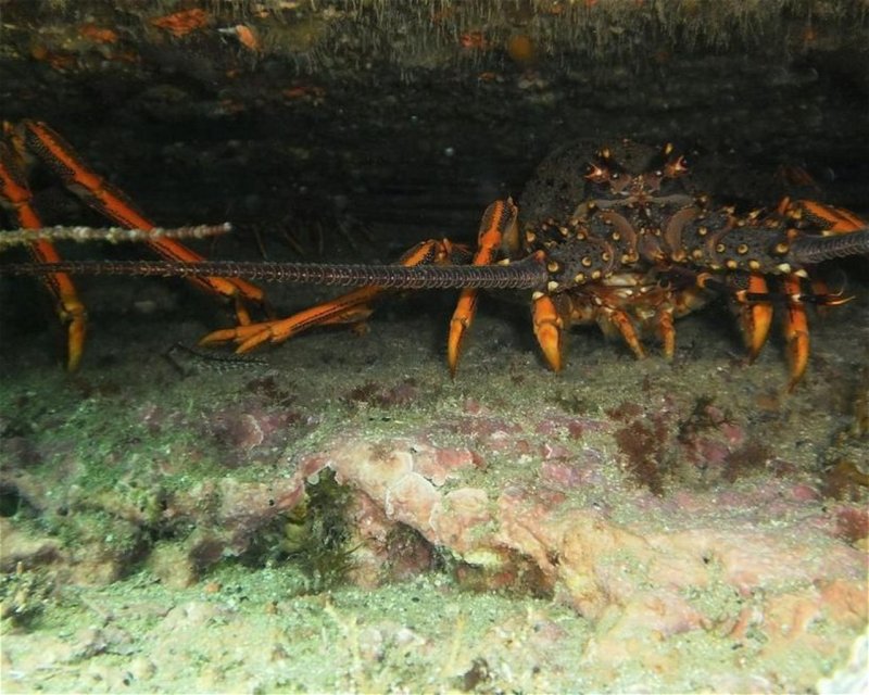 Divesite Image