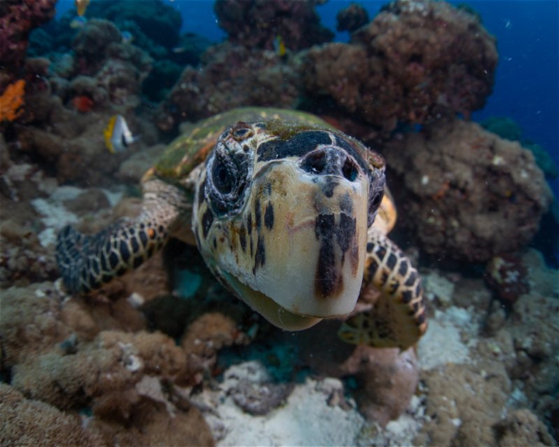 Divesite Image