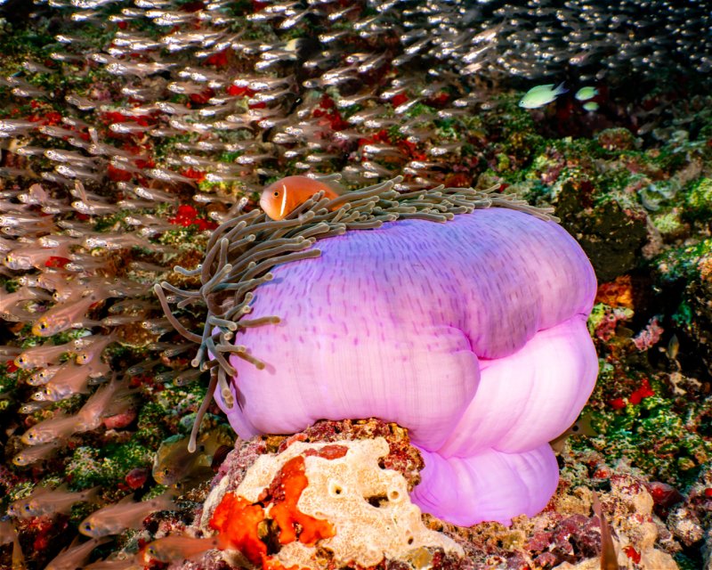 Divesite Image