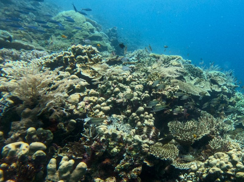 Divesite Image