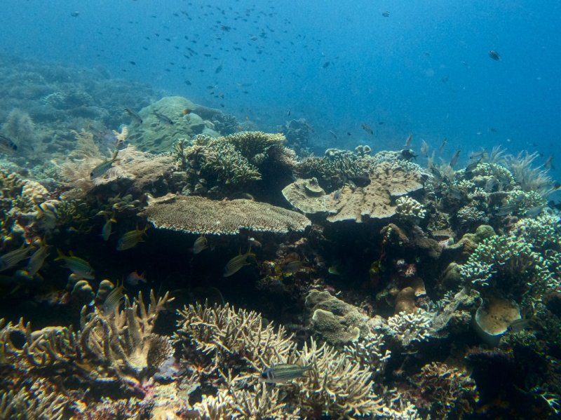 Divesite Image