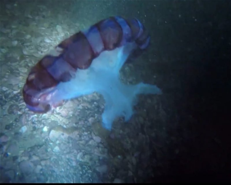 Divesite Image