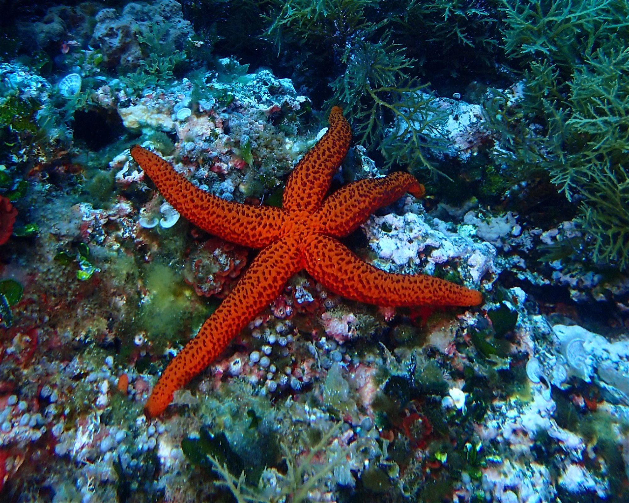 BUCEO HISPANIA MAZARRON, 30860 MAZARRON