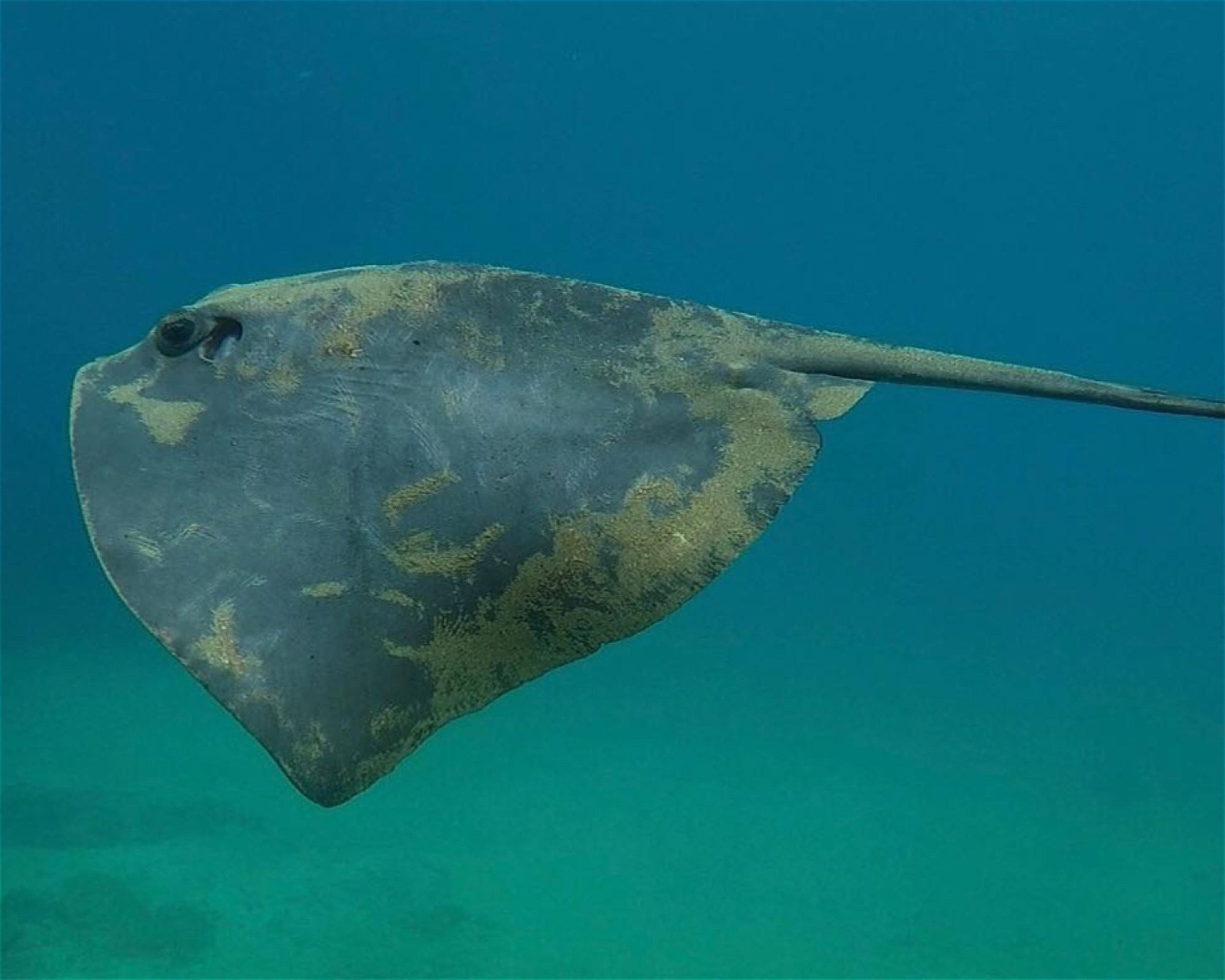 BUCEO HISPANIA MAZARRON, 30860 MAZARRON