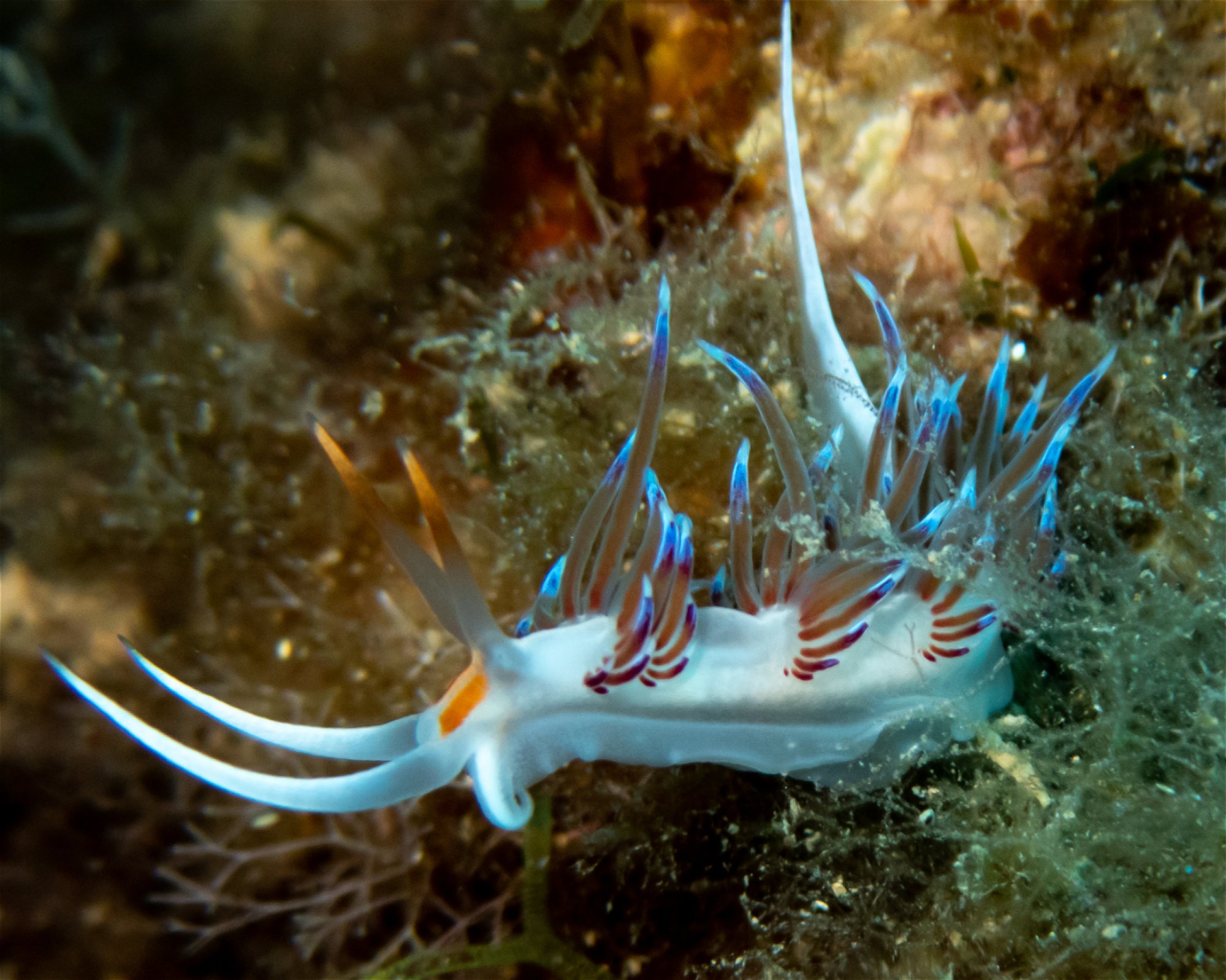BUCEO HISPANIA MAZARRON, 30860 MAZARRON