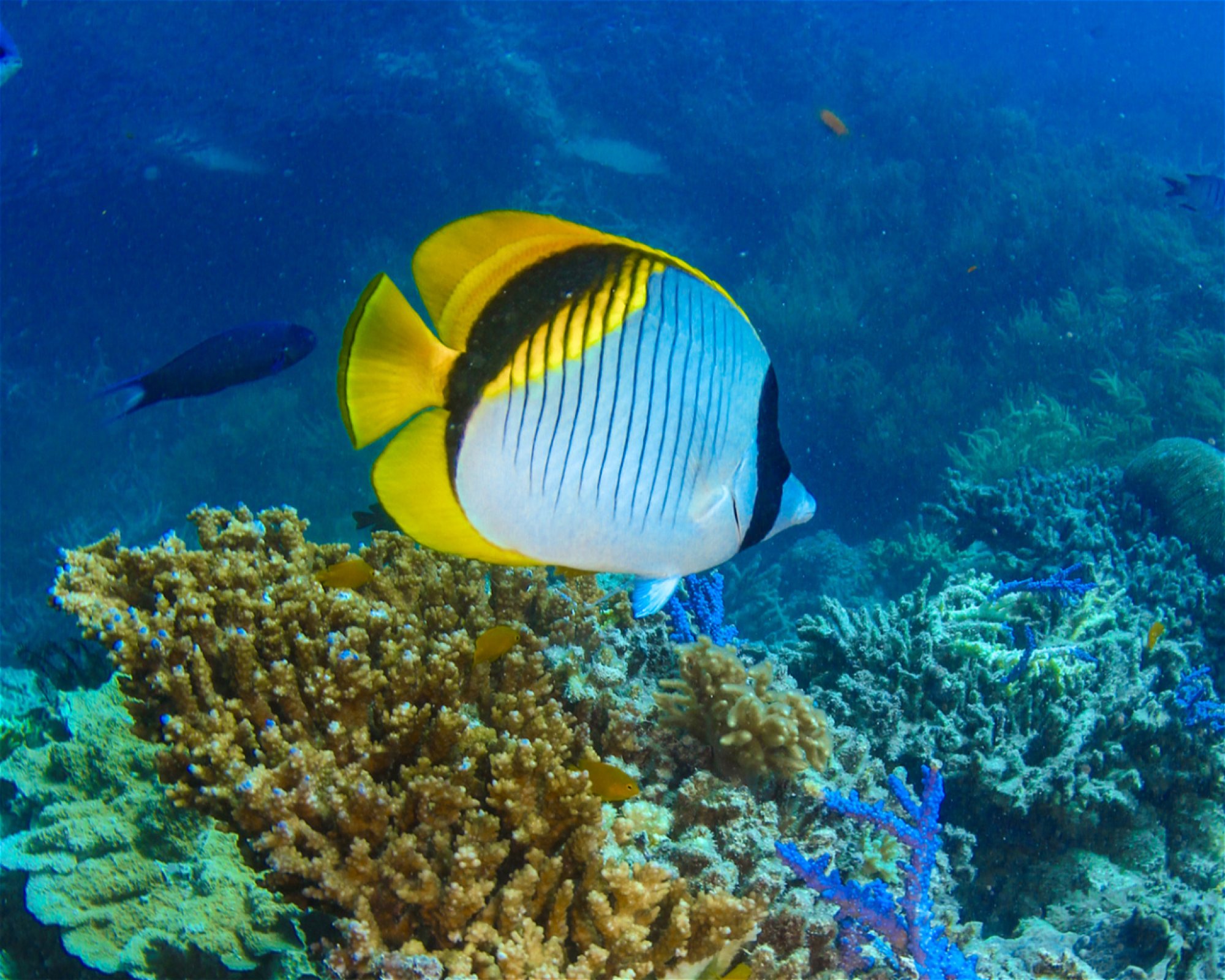 REEF SAFARI FIJI, 0000 NADI
