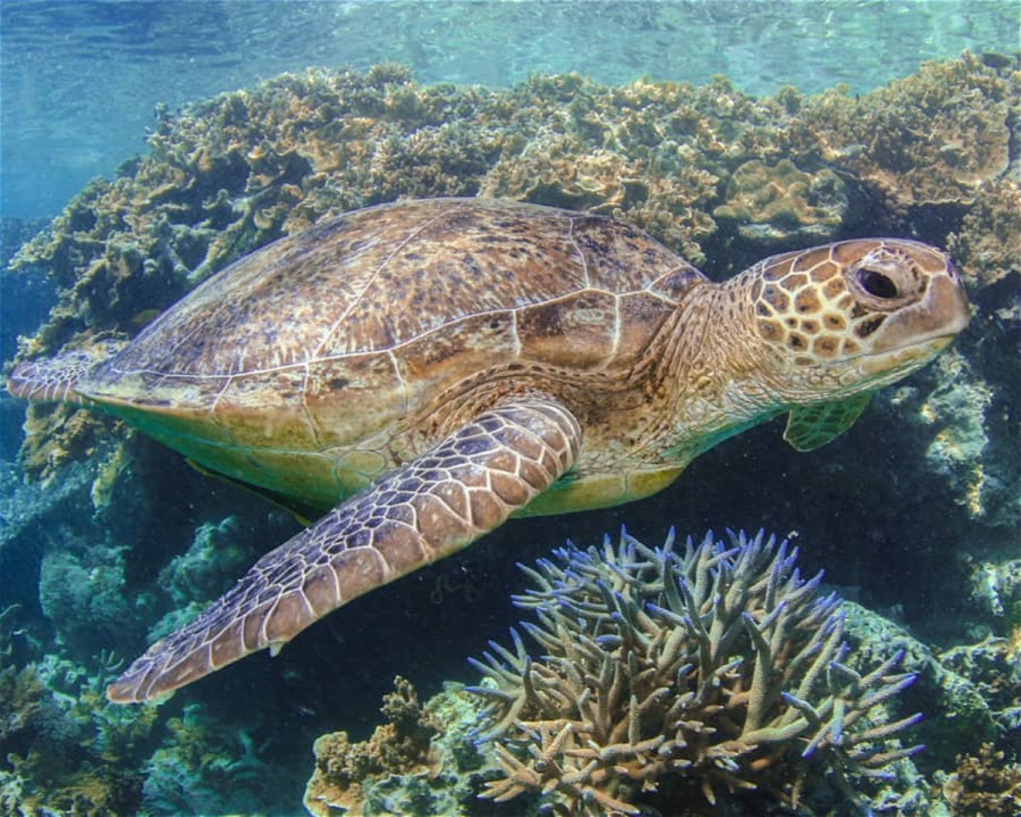 REEF SAFARI FIJI, 0000 NADI