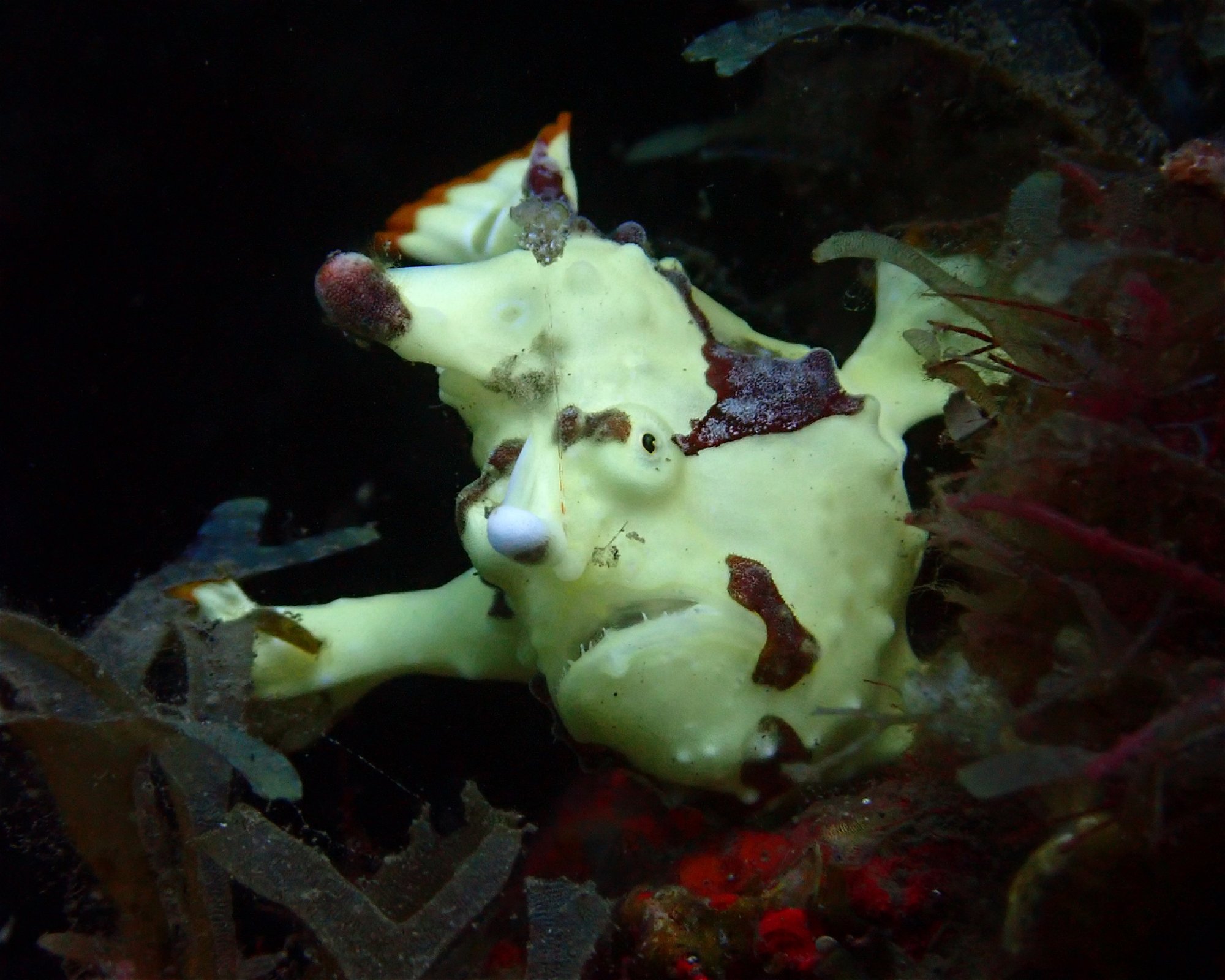 Santai Divers Maumere, 86185 Waigete