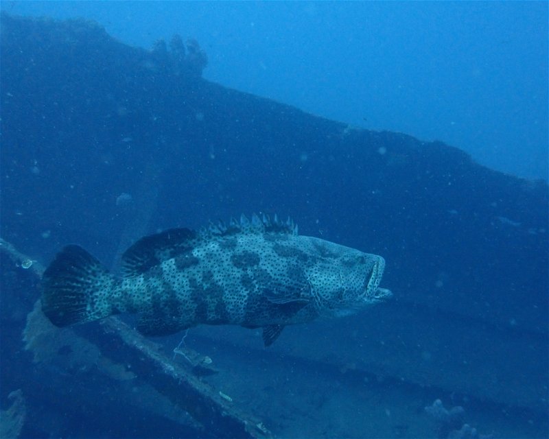 Divesite Image