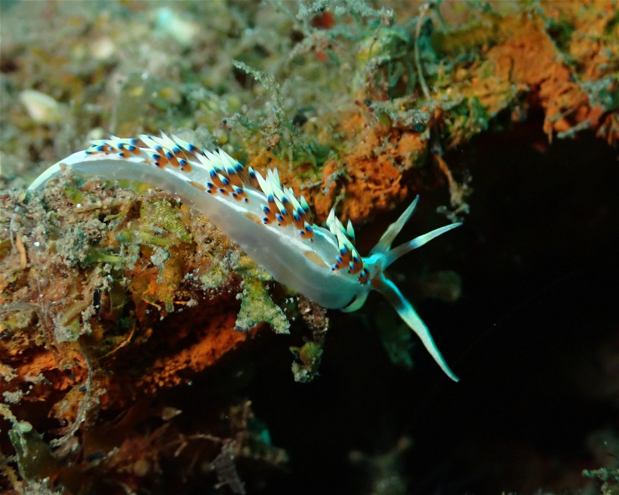 Santai Divers Maumere, 86185 Waigete