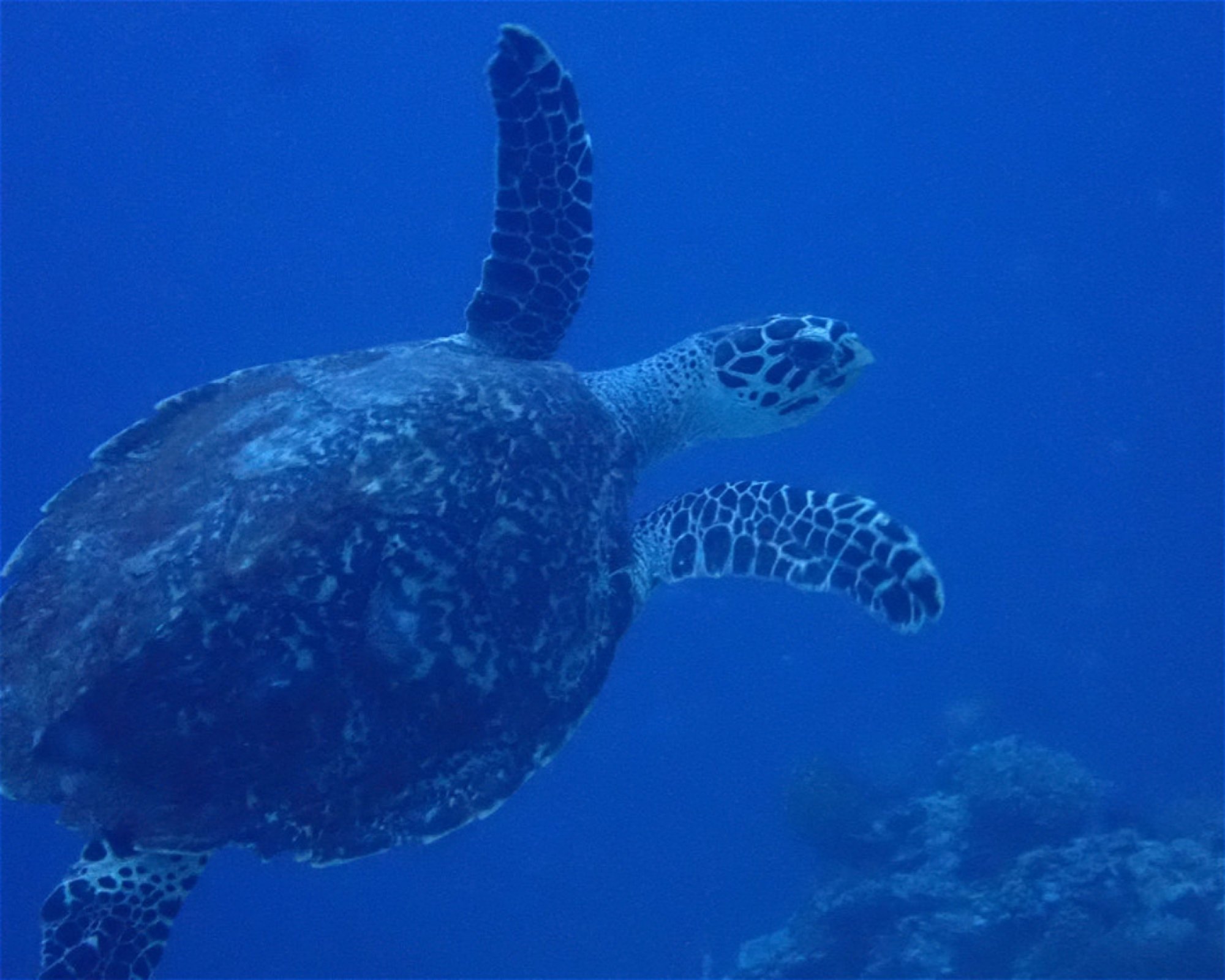 Santai Divers Maumere, 86185 Waigete