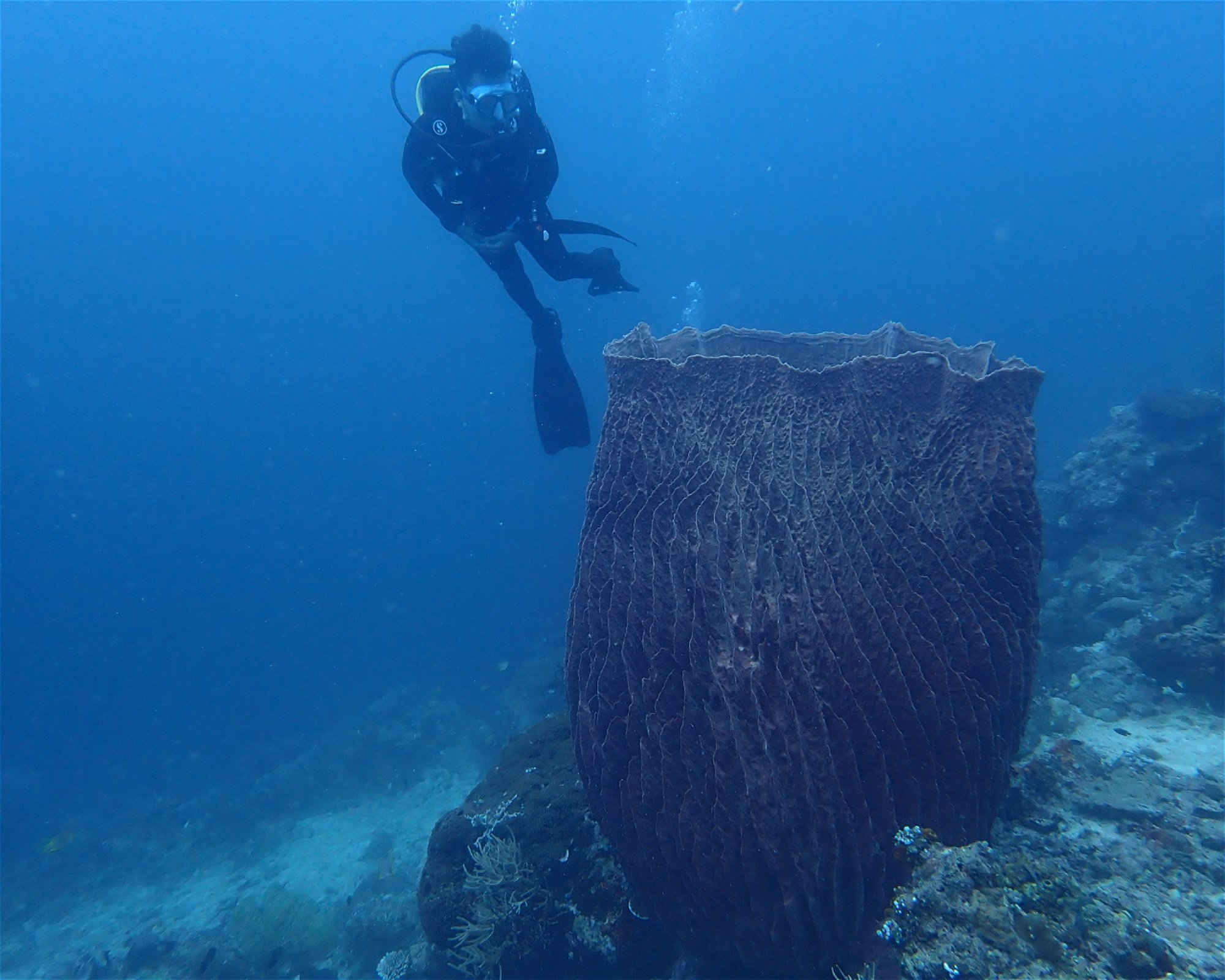 Santai Divers Maumere, 86185 Waigete