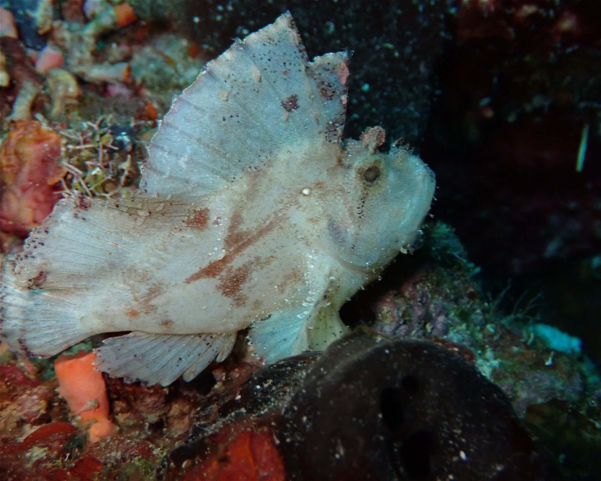 Santai Divers Maumere, 86185 Waigete