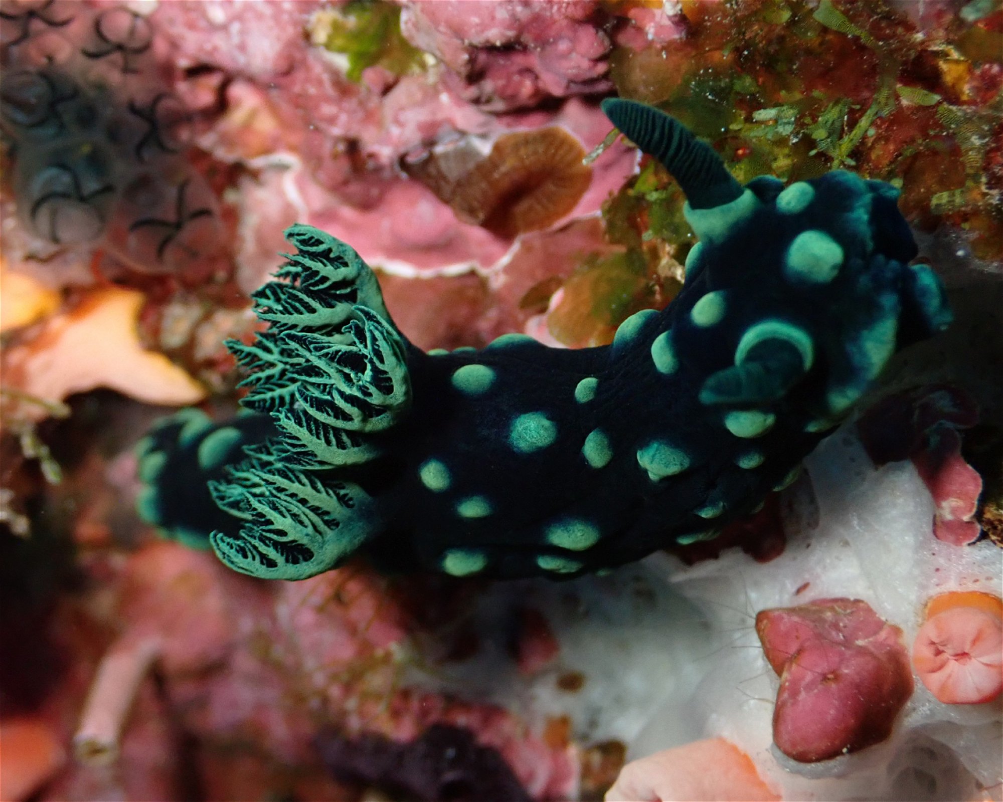 Santai Divers Maumere, 86185 Waigete