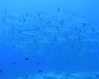 Maneguin Lighthouse Reef