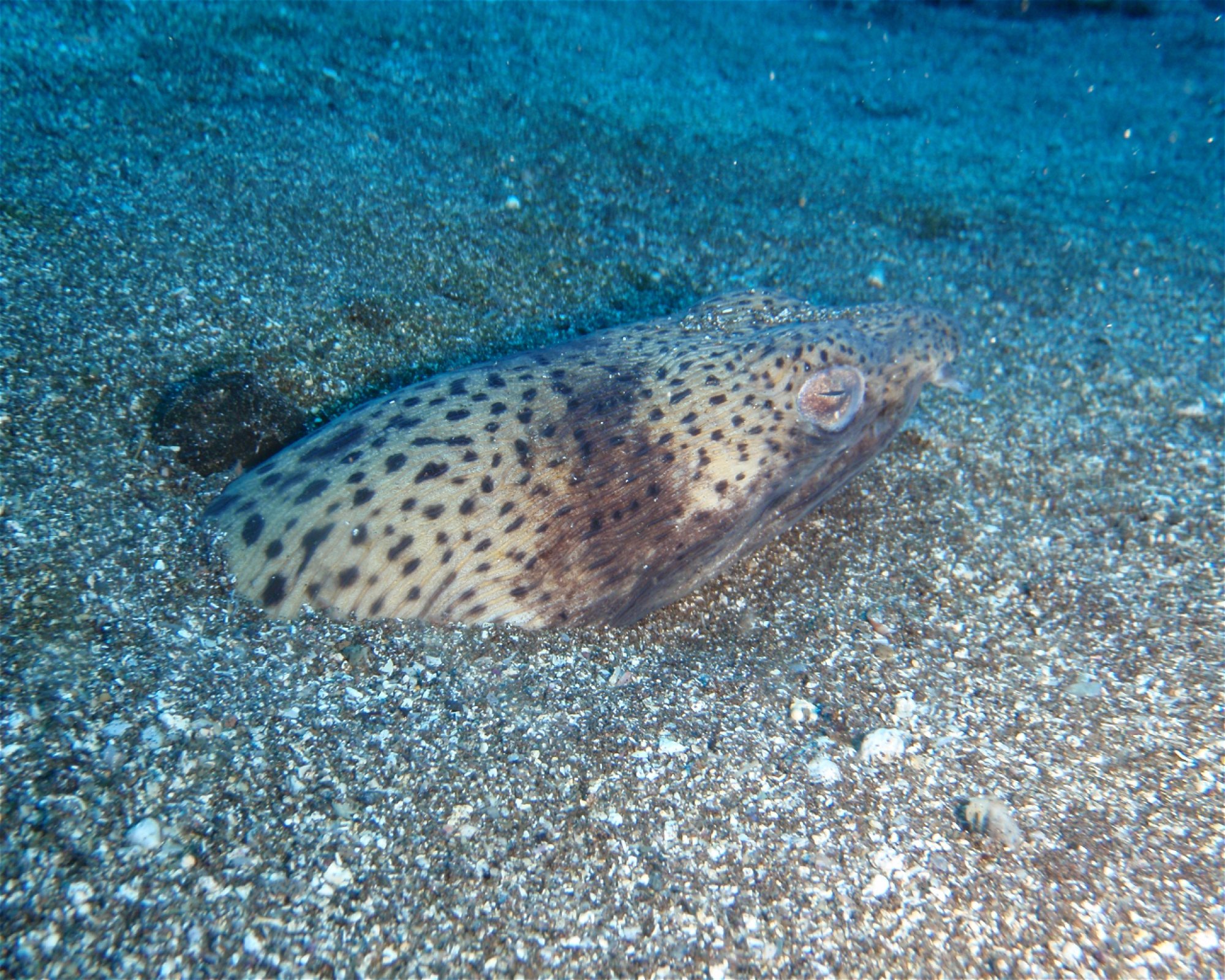 Green Turtle Diving Center, 1310 Porto Novo - Santo Antão
