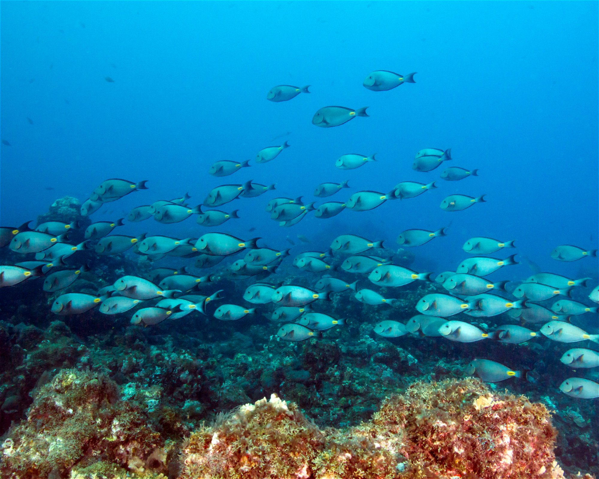 Green Turtle Diving Center, 1310 Porto Novo - Santo Antão