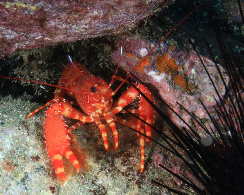 Divesite Image