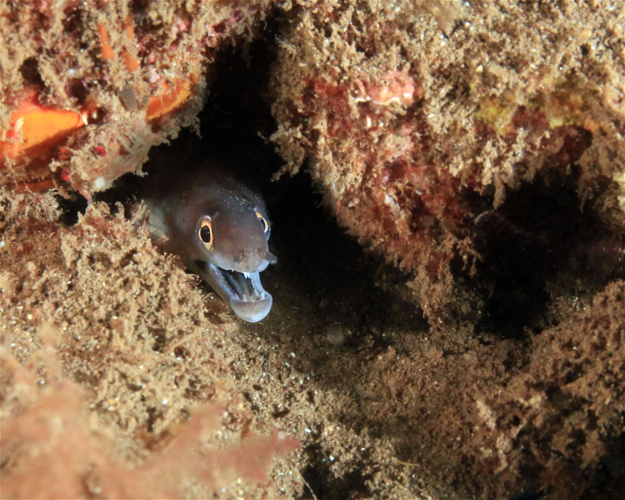 Green Turtle Diving Center, 1310 Porto Novo - Santo Antão