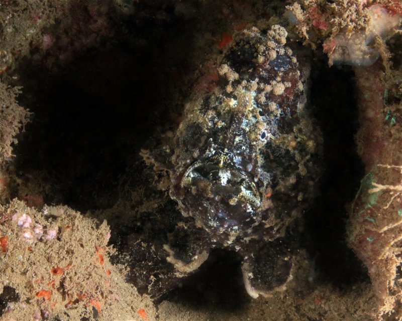 Divesite Image