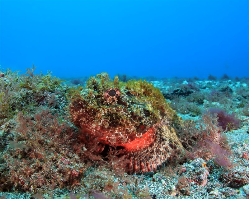 Divesite Image