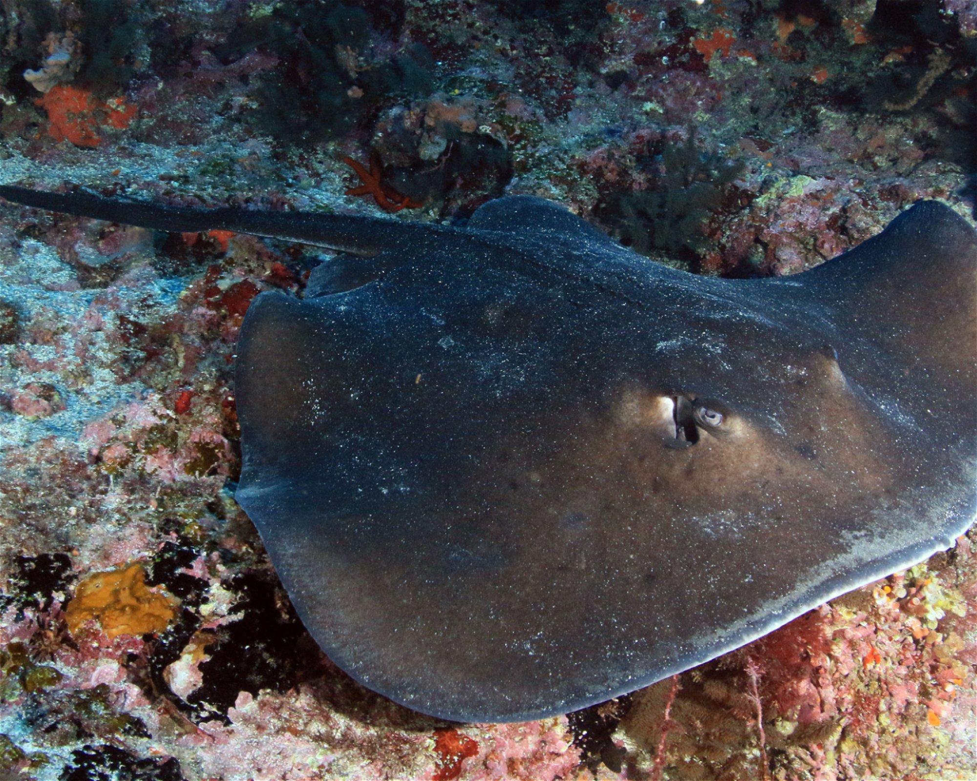 Green Turtle Diving Center, 1310 Porto Novo - Santo Antão