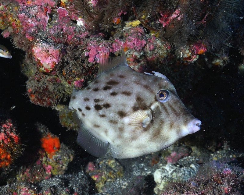 Divesite Image