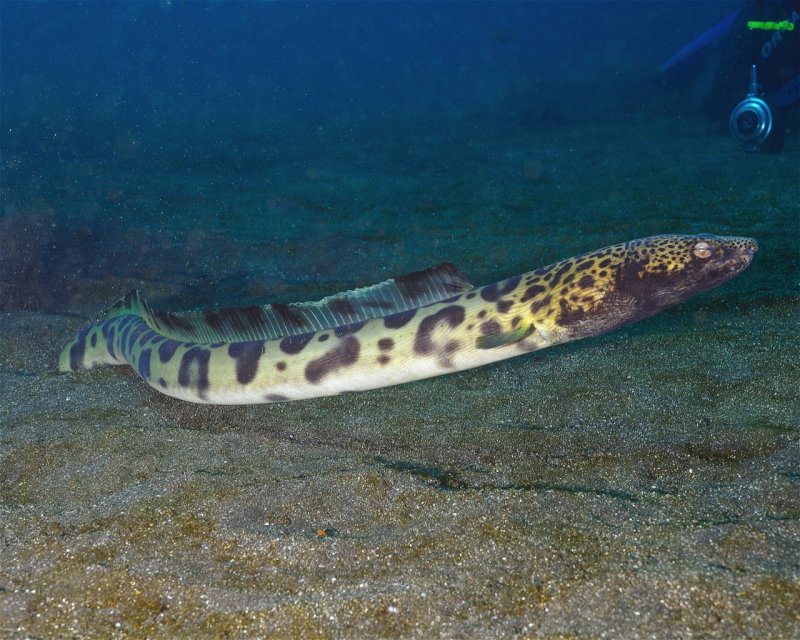 Divesite Image