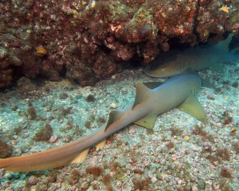Divesite Image