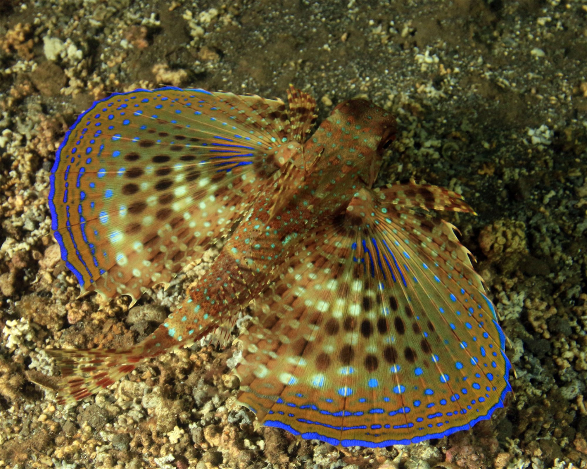 Green Turtle Diving Center, 1310 Porto Novo - Santo Antão