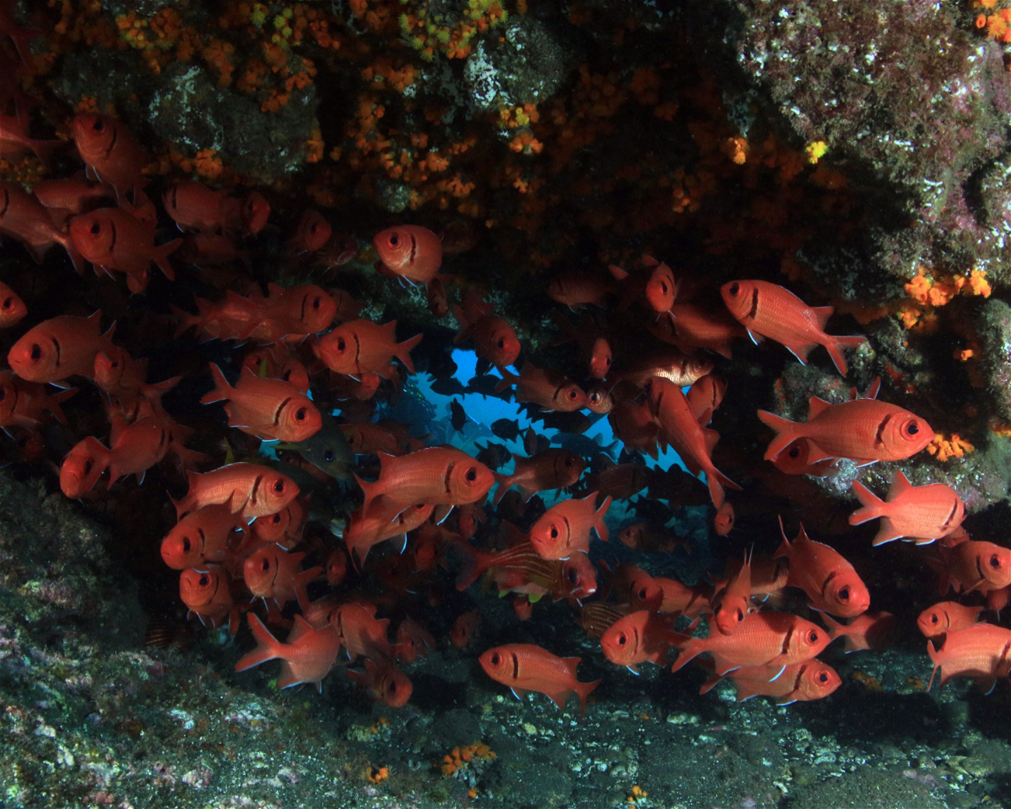 Green Turtle Diving Center, 1310 Porto Novo - Santo Antão