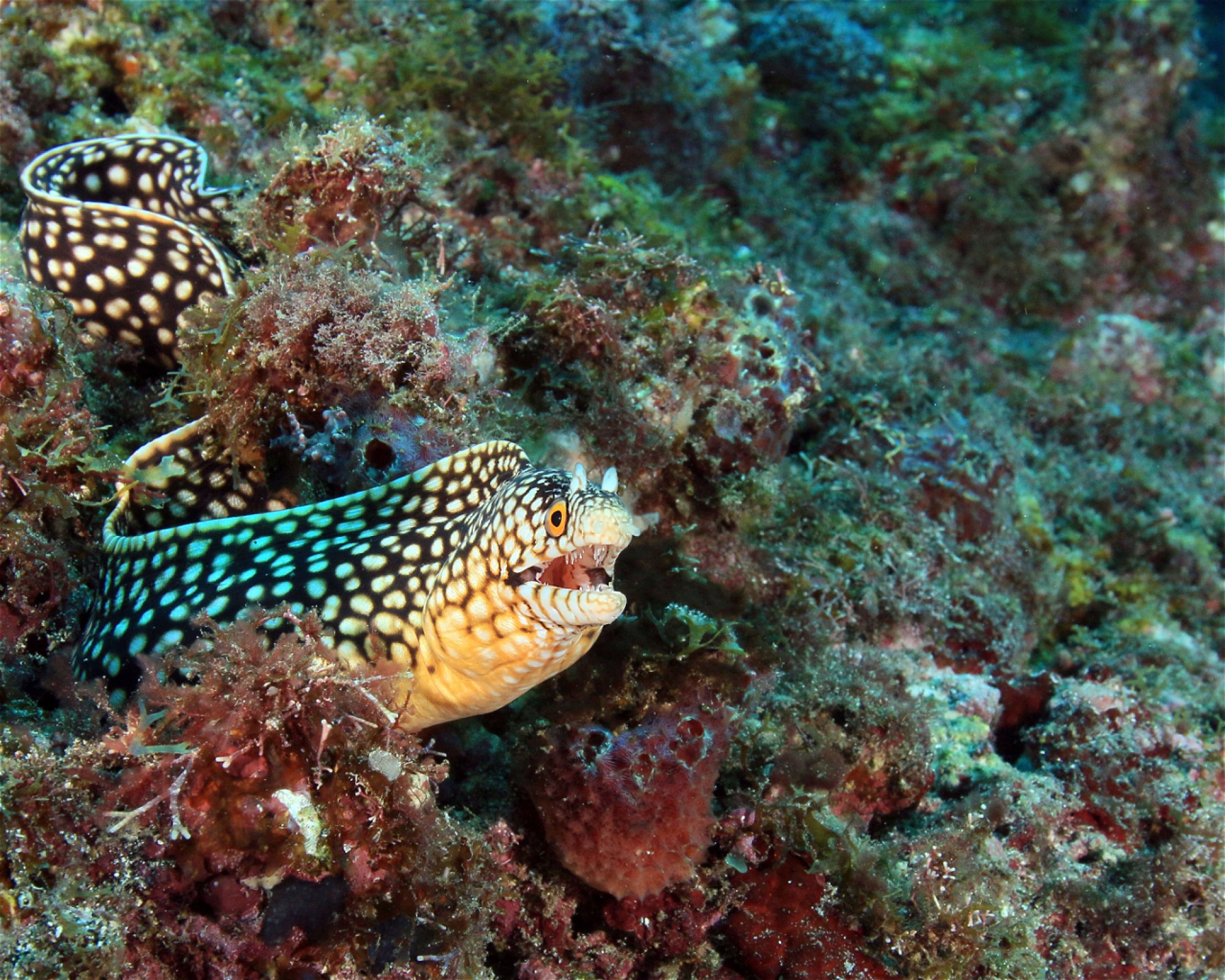 Green Turtle Diving Center, 1310 Porto Novo - Santo Antão