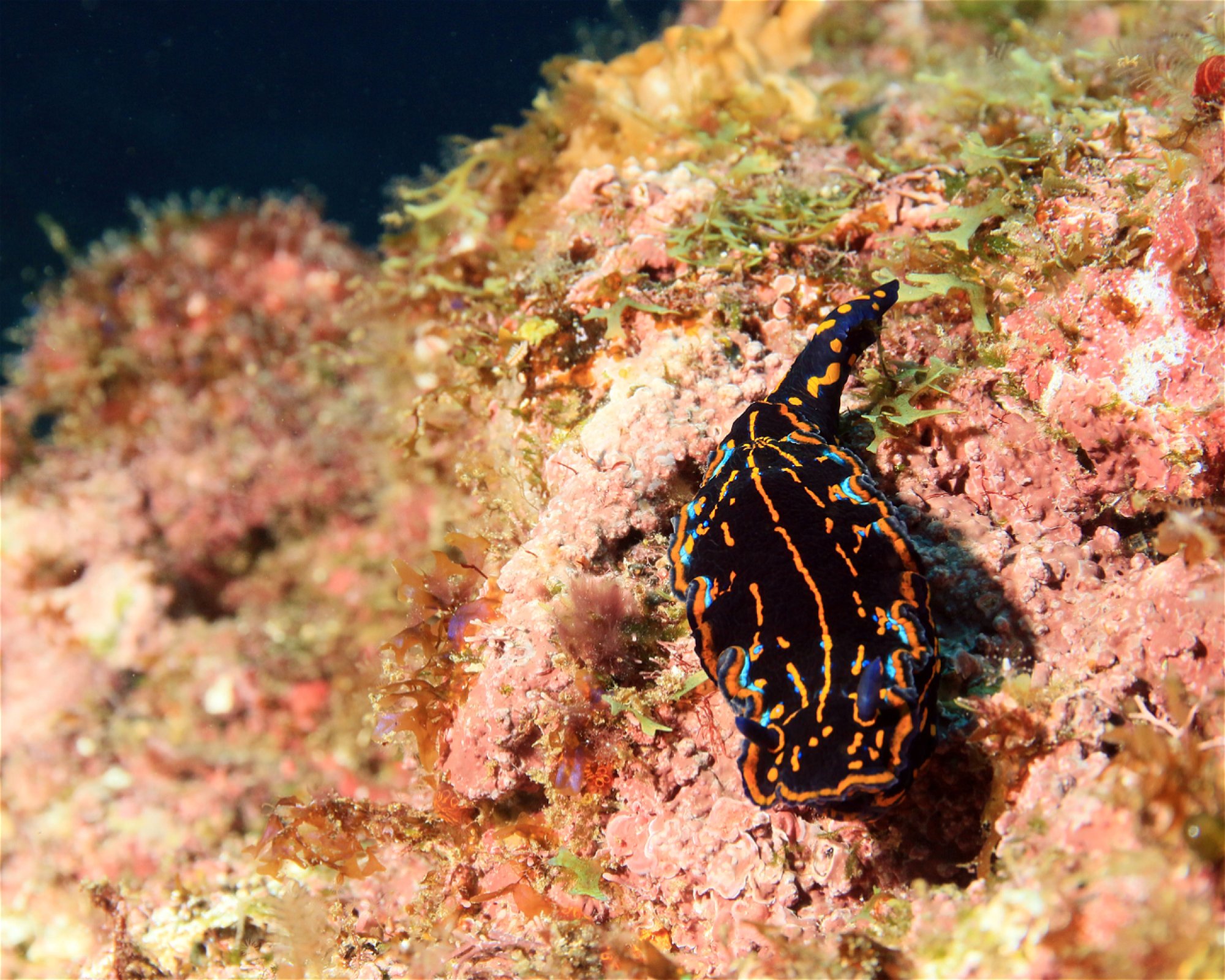 Green Turtle Diving Center, 1310 Porto Novo - Santo Antão
