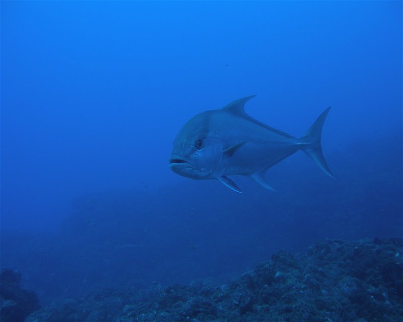 Divesite Image
