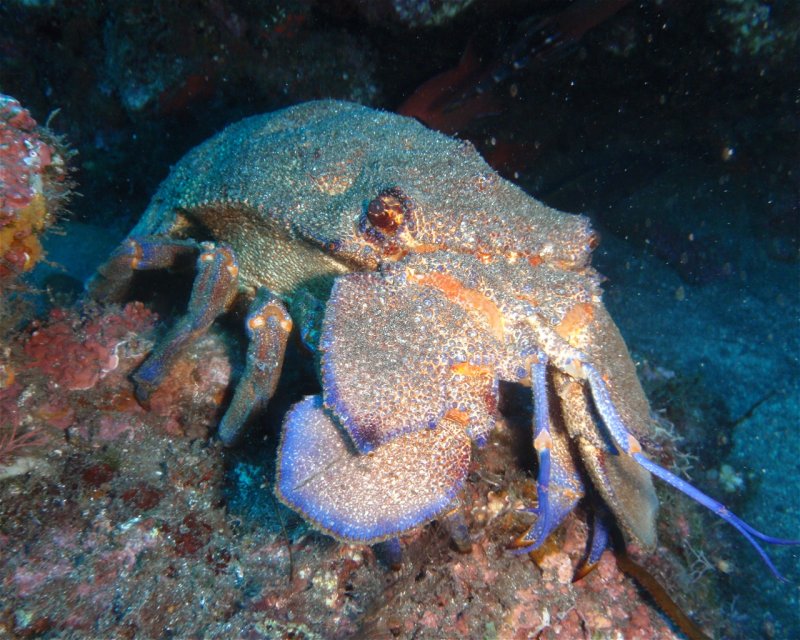 Divesite Image