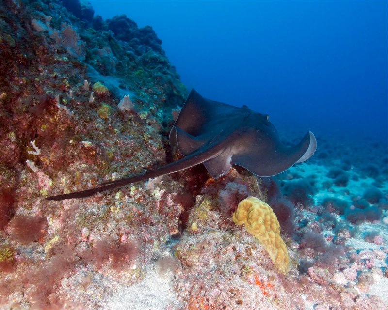 Divesite Image