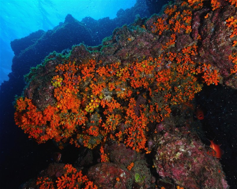 Divesite Image