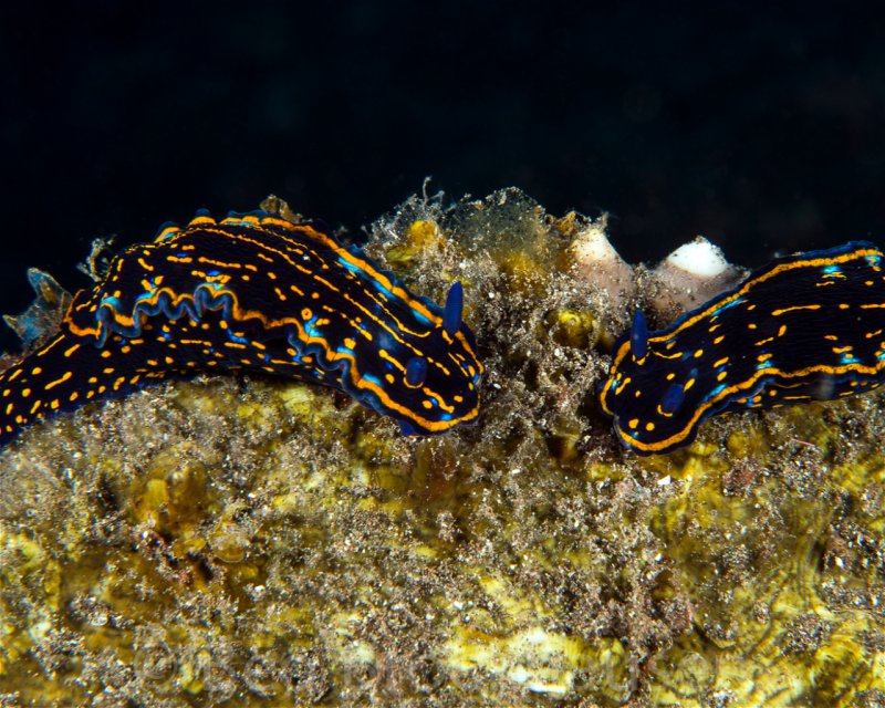 Divesite Image