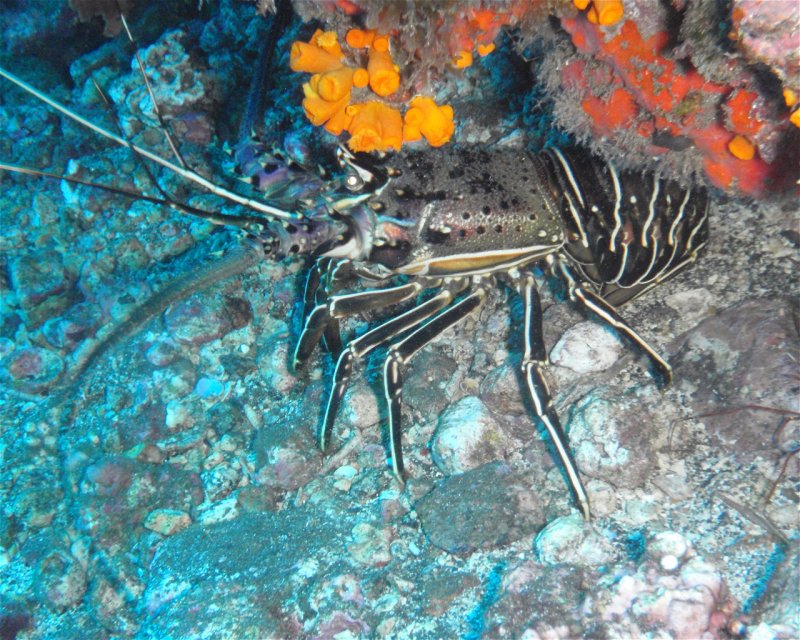 Divesite Image