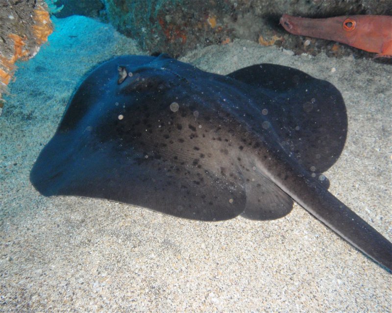 Divesite Image