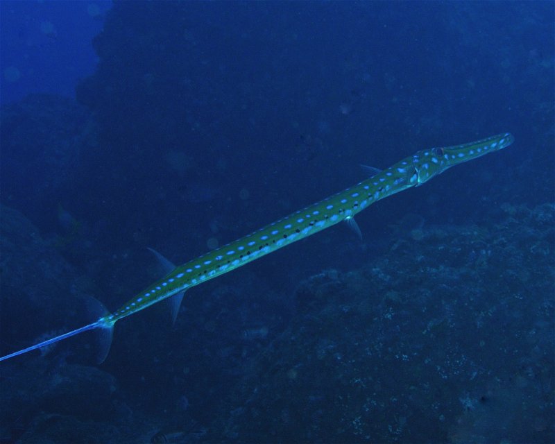 Divesite Image